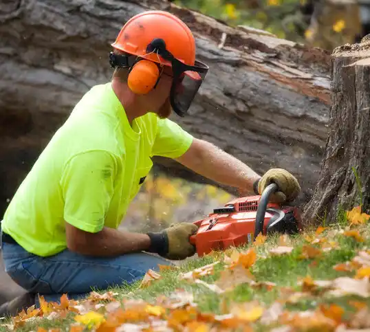 tree services Lathrup Village